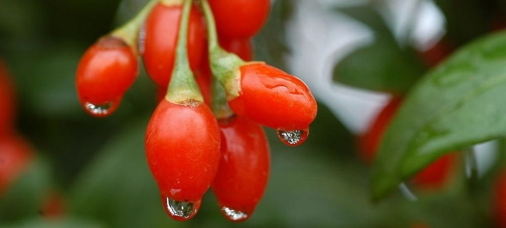ягоды Годжи могут применяться для многих целей: источника витаминно-минерального комплекса, повышения иммунитета, очищения печени.