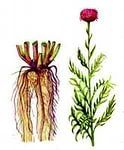 Левзея (корень) - лекарственные травы Алтая