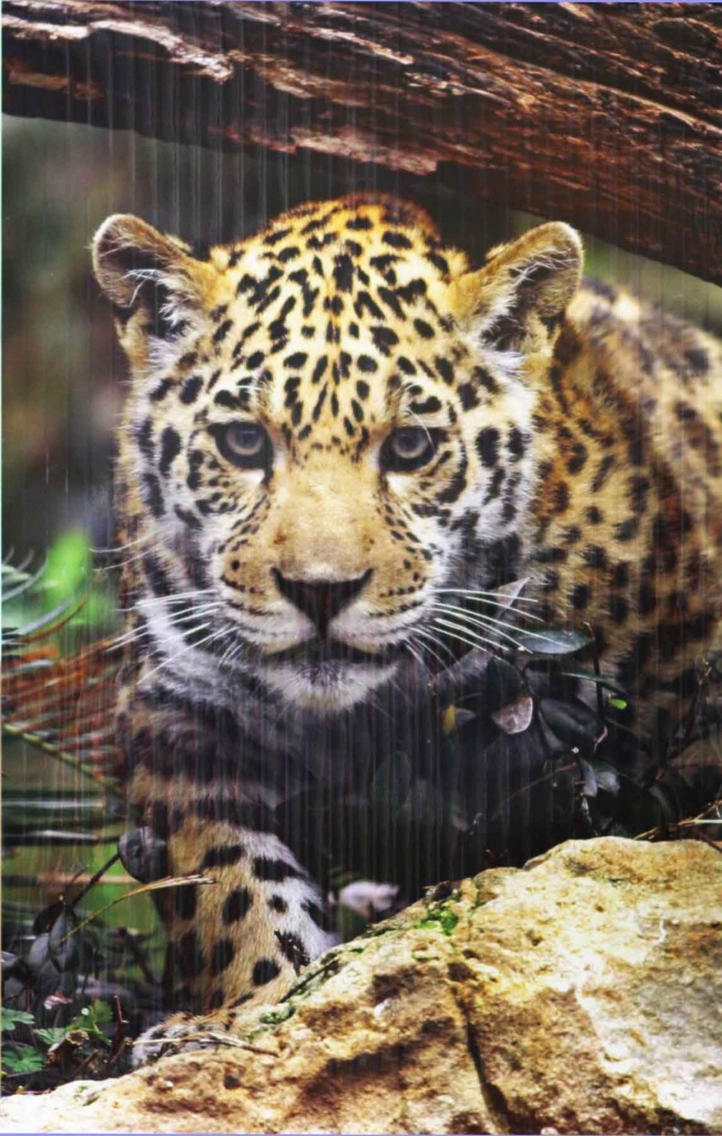 картинка Настенный обогреватель "Леопард" от магазина+